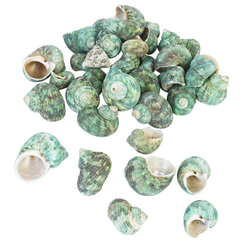  1pce 200g Bag of Sea Shells - Green Snail Shell 3cm to 5cm Decretive / Craft