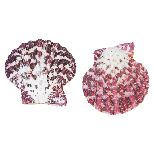 2pce - Flower Fan Shell 4cm to 5cm Decretive / Craft