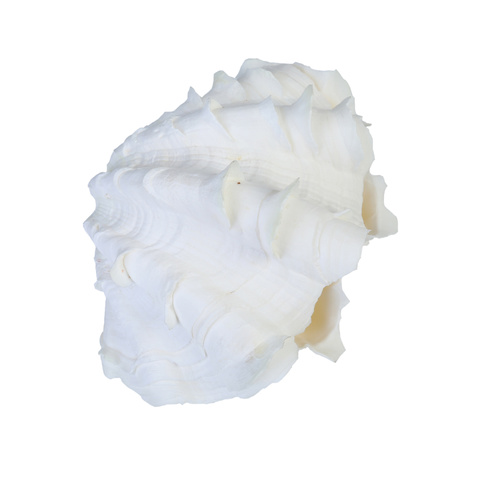  1pce - White Lotus Shell 18cm to 20cm Decretive / Craft