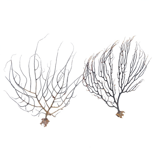Gorgonian Sea Fan Extra Small Natural Dried Coral Branch, Wall Art 20cm 1pce