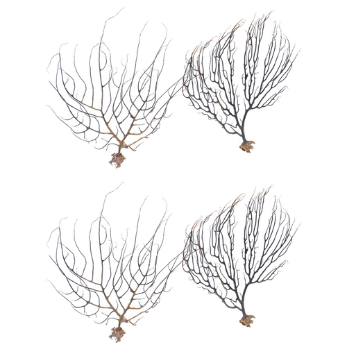 4pce Gorgonian Sea Fans Extra Small Natural Dried Coral Branches, Wall Art 20cm Set