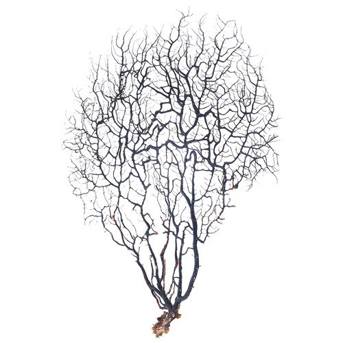 Gorgonian Sea Fan Medium Natural Black Dried Coral Branch, Wall Art 35cm 1pce