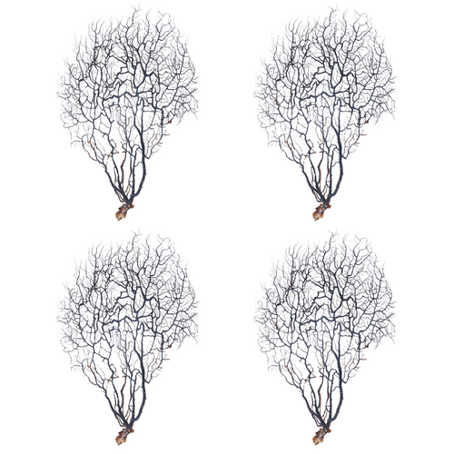 4pce Gorgonian Sea Fans Medium Natural Black Dried Coral Branches, Wall Art 35cm Set