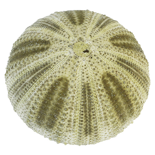 Green Sea Urchin Shell in Plastic Container Packing 4cm to 6 cm
