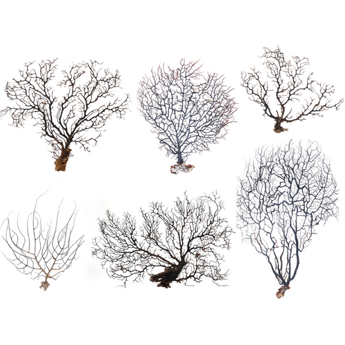 6pce Gorgonian Sea Fans Mixed Bundle, Natural Dried Coral Branches, Wall Art Set