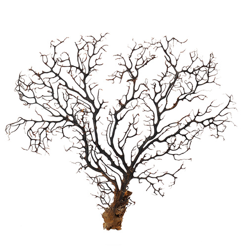 Gorgonian Sea Fan Extra Large Natural Black Dried Coral Branch, Wall Art 40cm 1pce