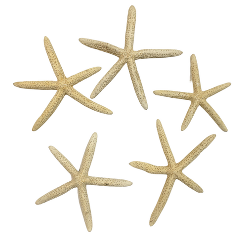 15cm Large 5pce Finger Starfish Bleached White Nautical Theme with Beach Look