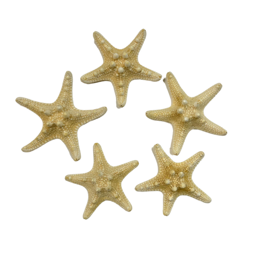 7cm Small 5pce Horn Starfish Bleached White Nautical Theme with Beach Look