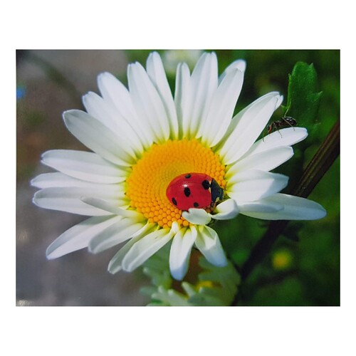 Daisy with Lady Beetle - Paint by Numbers Canvas Art Work DIY 40cm x 50cm