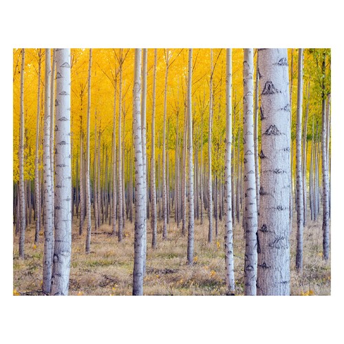 Autumn Trees Yellow Diamond Art Painting Kit Set DIY 40cm x 50cm
