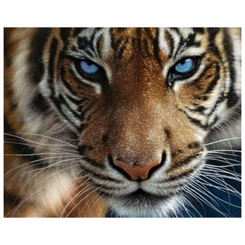 Tigers Eye Serious Diamond Art Painting Kit Set DIY 40cm x 50cm