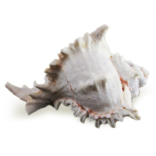 17cm Murex Sea Shell Which Makes the Sound of the Ocean, Home Décor