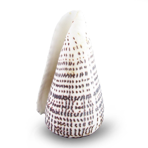 12cm Cornus Sea Shell, White with Black Markings in a Matt Finish