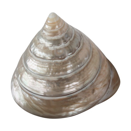 7cm Pyramid Shell in Mother of Pearl Silver/White Tones in a Gloss Finish