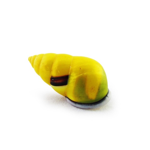 5cm Real Sea Snail Shell in Bright Yellow, Rare in this Colour, Exotic, Beach Theme