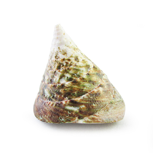 6cm Real Pyramid Shell, Semi- Polished Brown, Two Exquisite Designs, Very Exotic, Beach Theme