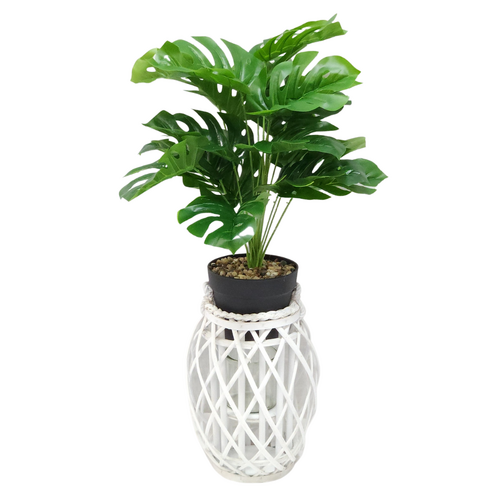Monstera Plant & Wicker Holder 32cm Medium White Standing or Hanging Stand