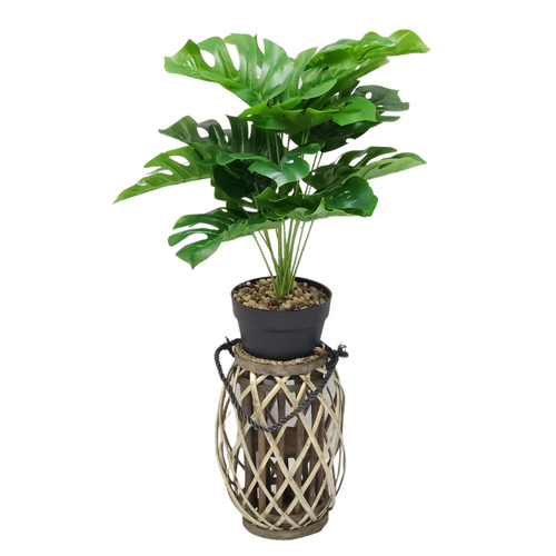 Monstera Plant & Wicker Holder 32cm Medium Natural Standing or Hanging