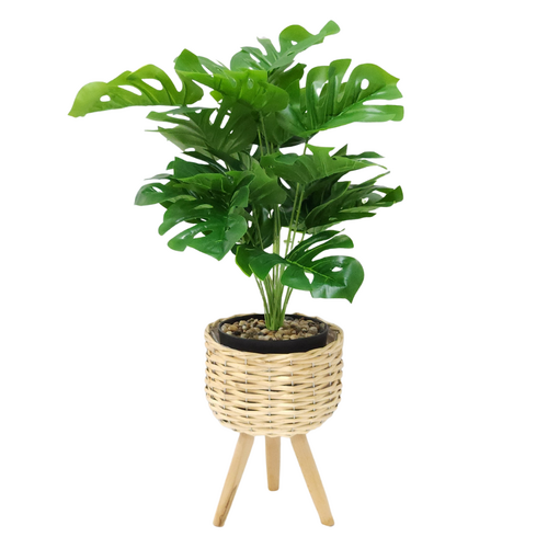 Monstera Plant & Natural Wicker Planter Pot Holder 30cm Standing Display Set