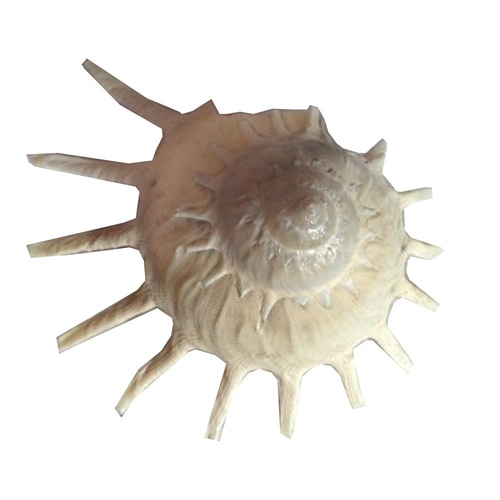 7cm Rare Sun Star Sea Snail Shell Cream in Colour