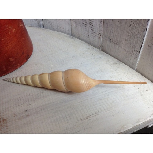 15cm TIBIA SHELL Baige/Cream in Colour, Very ornimental, so fragile and cute