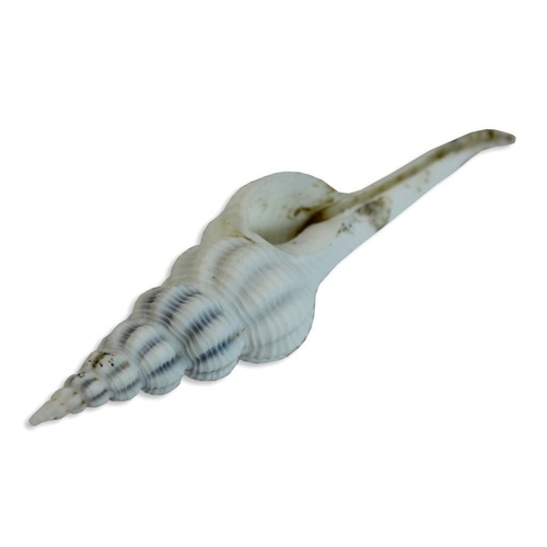 13CM Onem Putuih Fusinus Conus Sea Shell White Zebra Look