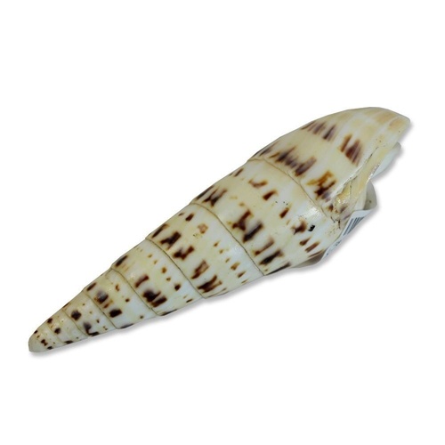 14cm Mitra Cuing Leopard Style Terebra Maculata Sea SHELL