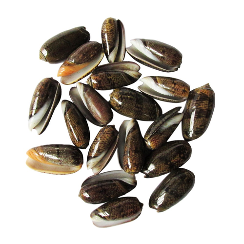 200g Miniature Sea Snail Shell (Polinices Aurantius) for Craft or Home D̩cor