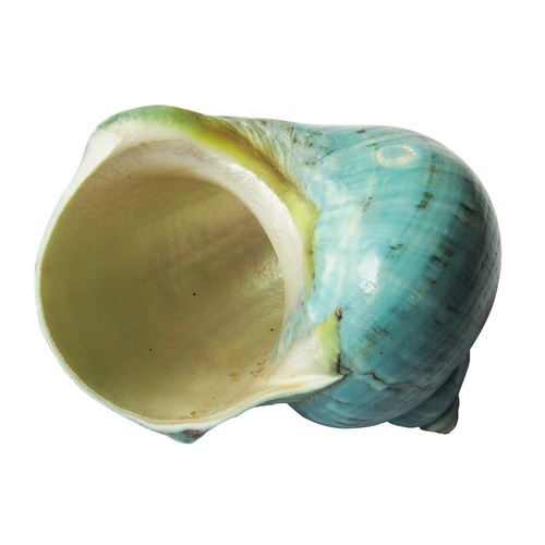 1pce 9cm Turbo Imperialis Sea Snale Shell Aqua