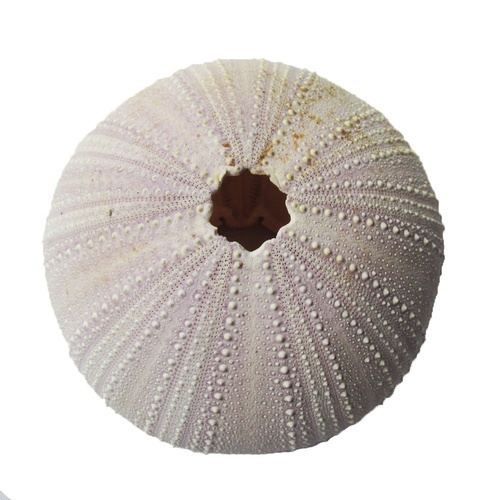 2pce 9cm Small White / Purple Sea Urchin