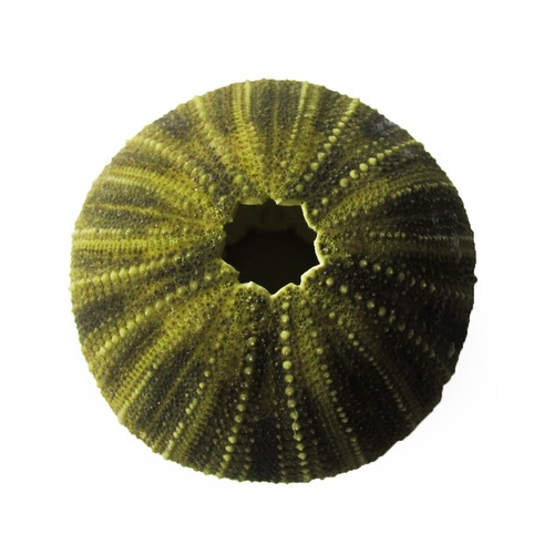 2pce 6cm Dark Green Sea Urchin