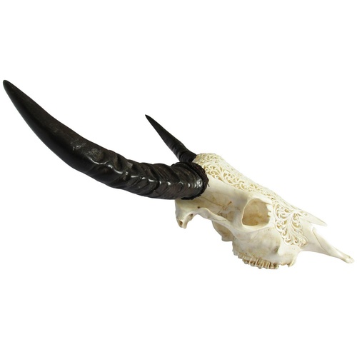 65cm White Real Hand Carved White Cow Skull with Buffalo Horns Intricate Bone Detail